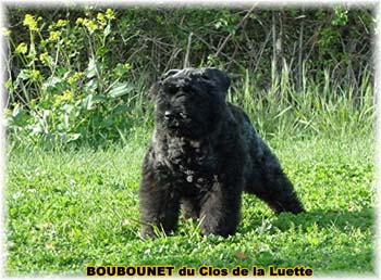 bouvier des flandres photo chiot - Elevage Clos Luette - COPYRIGHT DEPOSE
